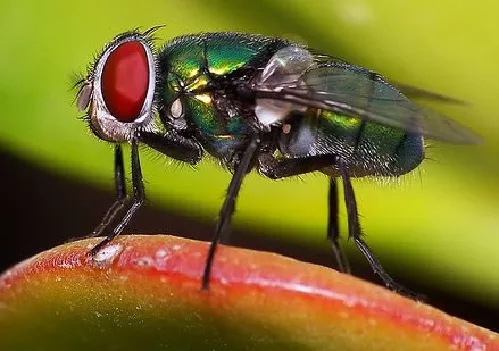 Moscas Panteoneras y Moscas Met&aacute;licas